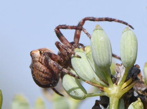 Araneus angulatus